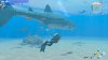 игра Endless Ocean Luminous (Switch) для Nintendo Switch
