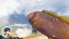 игра Reel Fishing: Days of Summer (Switch) для Nintendo Switch