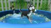игра Little Friends: Puppy Island Русская Версия (Switch) для Nintendo Switch