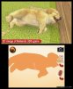 Купить игру Nintendogs + Cats: Французский бульдог и новые друзья. Русская Версия (Nintendo 3DS) на 3DS